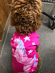 Zoey Dog in Pink Unicorn Shirt